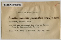 Acanthorrhynchium papillatum (Harv.) Fleisch. Collection Image, Figure 3, Total 8 Figures